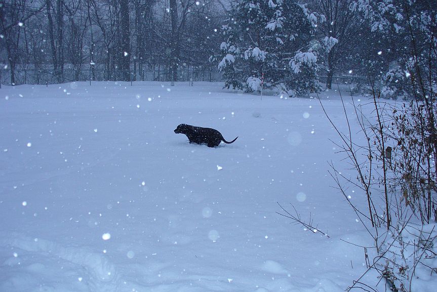 annie in snow 2014.jpg