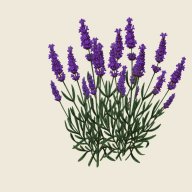 Lavender_lily