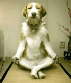 yoga pose.jpg