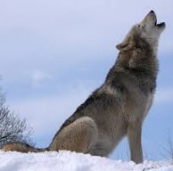 Wolf24