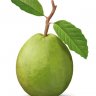 Guava