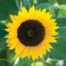 Sunflower17