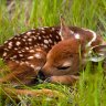 hopefuldoe