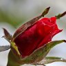 Rosebud