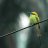 Song Catcher